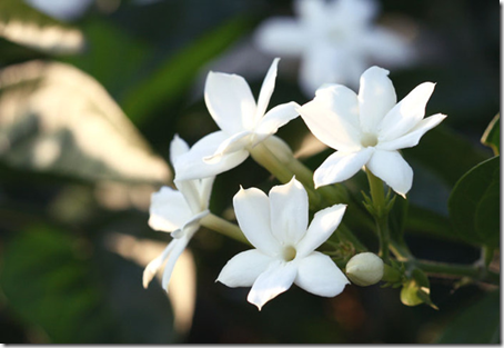 Jasmin Jasmin