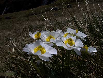 mt-cook-lily-2.jpg