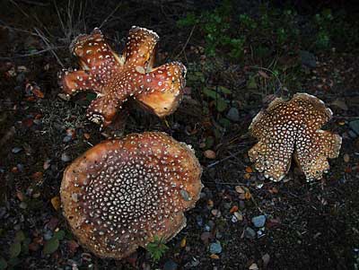 fungi-kidds-bush-3.jpg