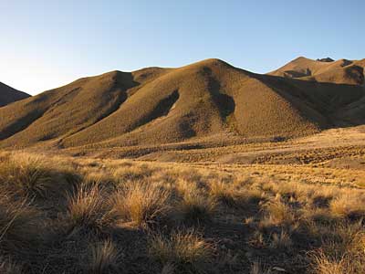 lindis-tussock-10.jpg