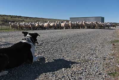 sheep-dog.jpg