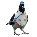 Google 鸽子