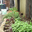 Ollie's Veggie patch garden