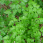 Parsley