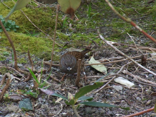Dunnock @ Stover Country Park