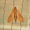 Hawk Moth