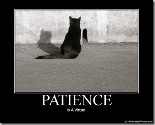 Patience - cat_thumb[1].jpg (315253)