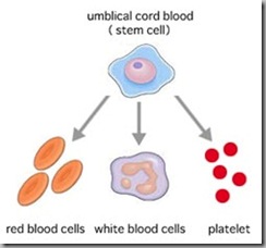 StemCells-umbilical cord blood StemCells-umbilical cord blood