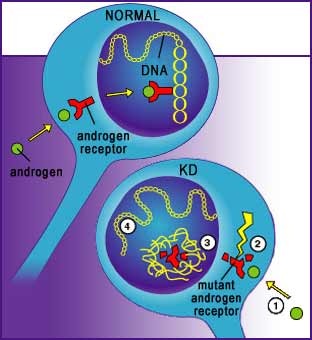 [AndrogenReceptorwithKD2.jpg]