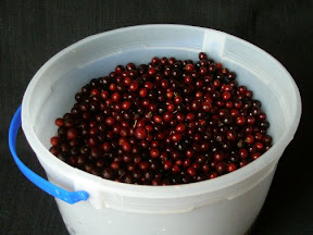 Bucket of Chokecherries