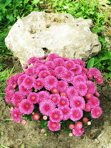 Pink Mums Near Rock