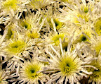 White Mums by mconnors on morguefile.com