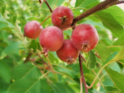 Crabapples