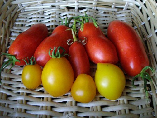 Tomatoes%20Picked%20090409.JPG