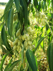Russian Olive