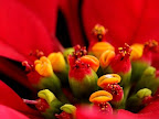 Poinsettia Flowers by Chuuken Hachigou - CC Flickr