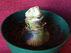 Potted Amaryllis Bulb