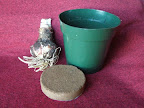 Amaryllis Kit