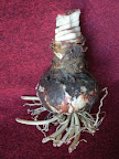 Amaryllis Bulb