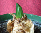 New Growth on Amaryllis Bulb