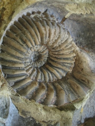 [IMG_0534640x4801.jpg]