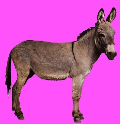 [Donkey-2123[33].jpg]