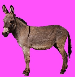 [Donkey-2123a[40].jpg]