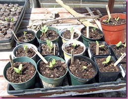 seedlings 003