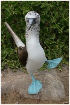 [blue footed booby2[4].jpg]