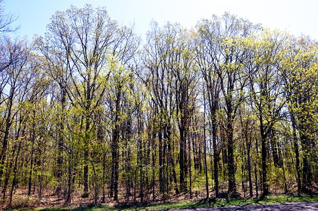 [park 5[2].jpg]