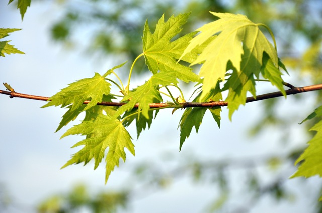 [leaves[2].jpg]