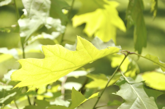 green 1