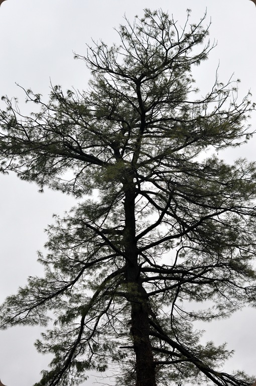 pine tree pine tree