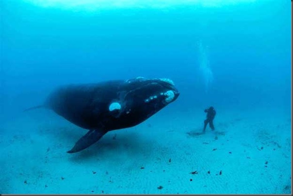 Excelentes fotografias de Animais (20)