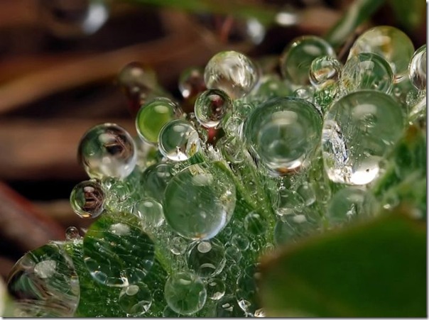 lindas imagens de gotas d'agua (1)