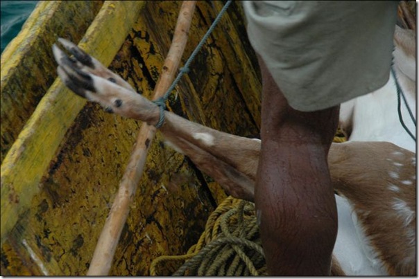Pescadores salvam um veado (5)