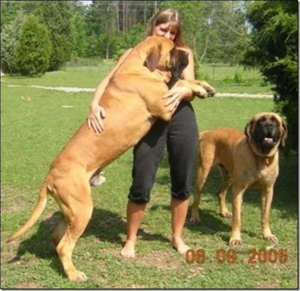 Cães gigantes (3)
