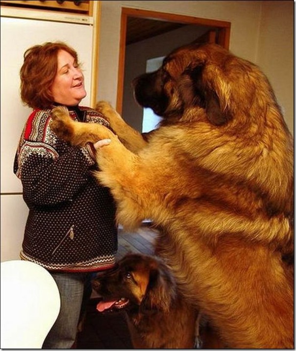 Cães gigantes (2)