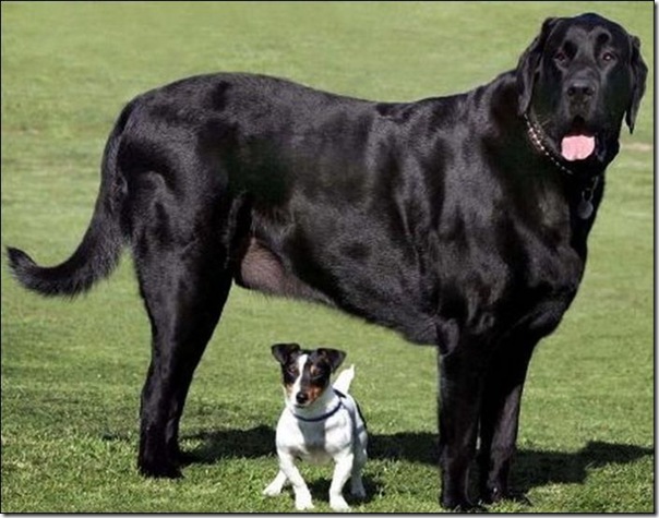 Cães gigantes (14)