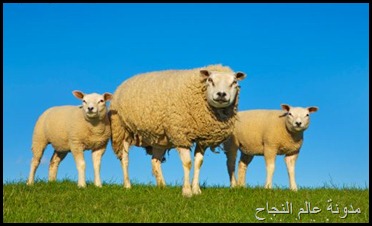 وصايا الخروف لابنه وصايا الخروف لابنه