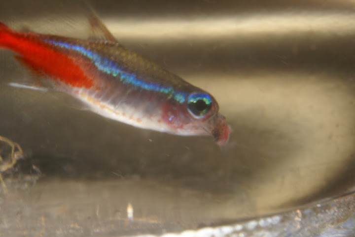 Salmler Neonsalmler mit Tumor am Maul Aquarium Forum