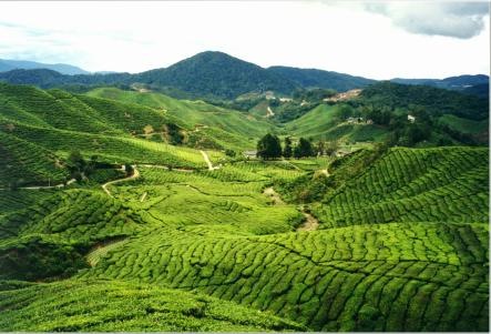 [M9_cameronHighlands1[4].jpg]