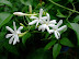 Flowers at Biyadhoo