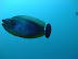 Wrasse