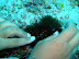 Porcelain crab