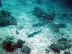 Black tip reef sharks
