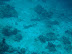Black tip reef sharks