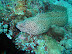 Honeycomb Moray Eel