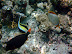 Reef Fish