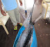 Marlin for supper